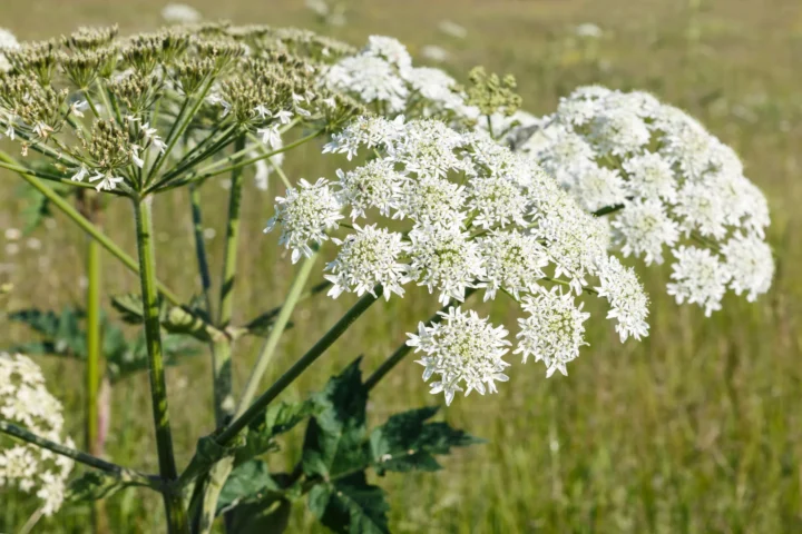 Уничтожение борщевика Сосновского в Минске, Беларусь