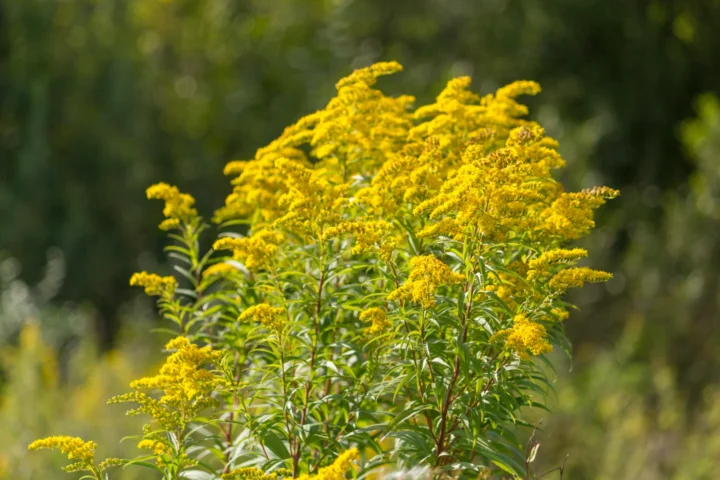 Обработка от золотарника канадского в Минске, Беларусь